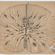 Glial cells of the mouse spinal cord, 1899